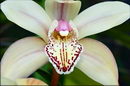 Cymbidium Orchid
